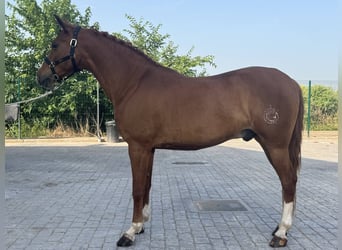 Hispano arabe, Hongre, 8 Ans, 160 cm, Alezan