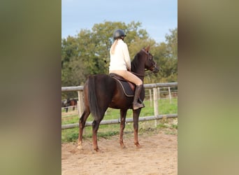 Hispano arabe, Hongre, 9 Ans, 150 cm, Alezan brûlé