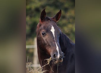 Hispano arabe, Hongre, 9 Ans, 150 cm, Alezan brûlé