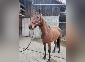 Hispano arabe, Jument, 10 Ans, 160 cm