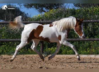 Hispano arabe Croisé, Jument, 12 Ans, 154 cm, Pinto