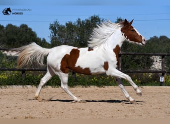 Hispano arabe Croisé, Jument, 12 Ans, 154 cm, Pinto