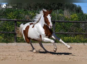 Hispano arabe Croisé, Jument, 12 Ans, 154 cm, Pinto