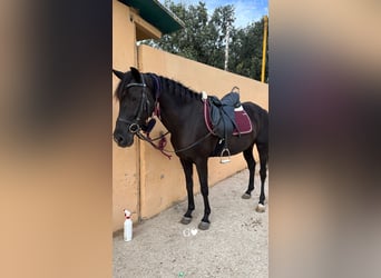 Hispano arabe Croisé, Jument, 15 Ans, 157 cm, Noir