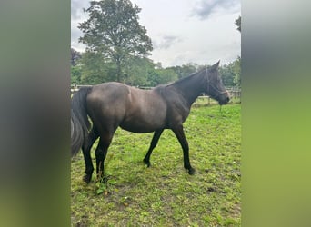 Hispano arabe Croisé, Jument, 1 Année, 155 cm, Peut devenir gris