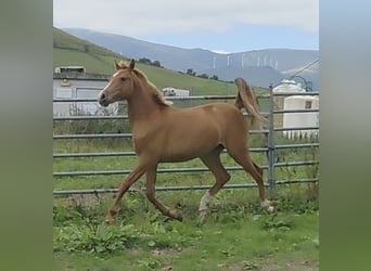 Hispano arabe, Jument, 1 Année, Alezan