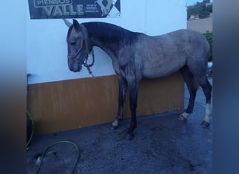 Hispano arabe, Jument, 2 Ans, Aubère