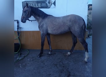 Hispano arabe, Jument, 2 Ans, Aubère