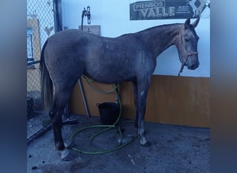 Hispano arabe, Jument, 2 Ans, Aubère
