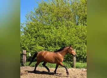 Hispano arabe, Jument, 4 Ans, Bai