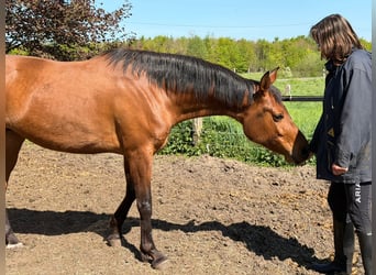 Hispano arabe, Jument, 4 Ans, Bai