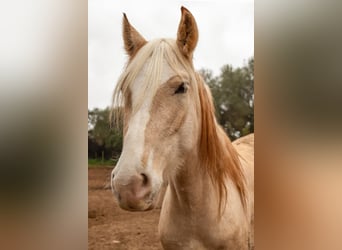 Hispano arabe, Jument, 5 Ans, 152 cm, Palomino