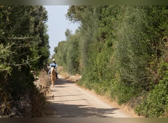Hispano arabe, Jument, 5 Ans, 152 cm, Palomino