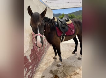 Hispano arabe Croisé, Jument, 6 Ans, 150 cm, Noir