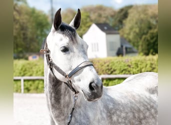 Hispano arabe, Jument, 7 Ans, 153 cm, Gris