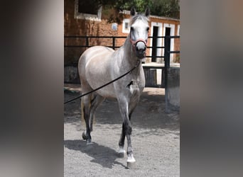 Hispano arabe, Jument, 7 Ans, 153 cm, Gris