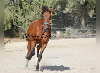 Hispano arabe, Jument, 7 Ans, 160 cm, Bai