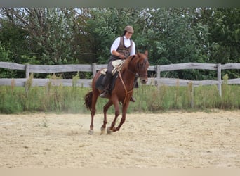 Hispano arabe, Jument, 8 Ans, 155 cm, Alezan