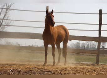 Hispano arabe, Jument, 8 Ans, 155 cm, Alezan