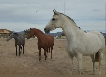 Hispano arabe, Jument, 8 Ans, 159 cm, Alezan