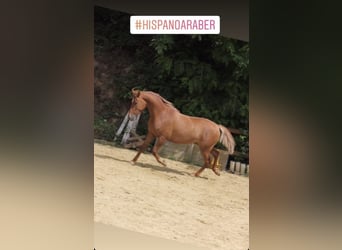 Hispano arabe, Jument, 8 Ans, 159 cm, Alezan