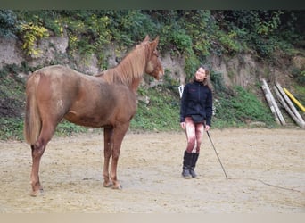 Hispano arabe, Jument, 8 Ans, 159 cm, Alezan