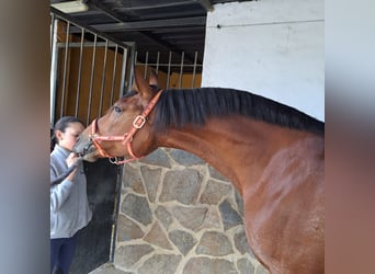 Hispano arabe, Jument, 8 Ans, 160 cm, Bai