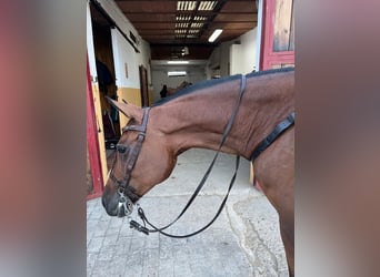 Hispano arabe, Jument, 8 Ans, 160 cm, Bai