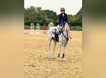 Hispano arabe, Jument, 8 Ans, 161 cm, Gris