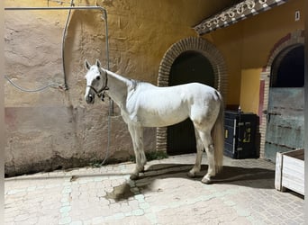 Hispano arabe, Jument, 8 Ans, 161 cm, Gris