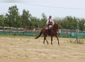 Hispano arabe, Jument, 9 Ans, 155 cm, Alezan