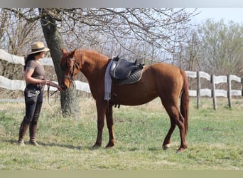 Hispano arabe, Jument, 9 Ans, 155 cm, Alezan