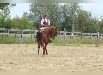 Hispano arabe, Jument, 9 Ans, 155 cm, Alezan