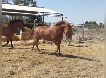 Hispano arabe, Jument, 9 Ans, 159 cm, Alezan