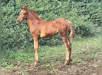 Hispano arabe, Jument, Poulain (07/2025), Alezan