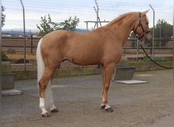 Hispano árabe, Semental, 14 años, 160 cm, Palomino