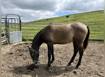 Hispano árabe, Semental, 1 año, 140 cm, Tordo