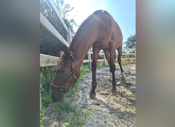 Hispano árabe, Semental, 1 año, 160 cm, Castaño