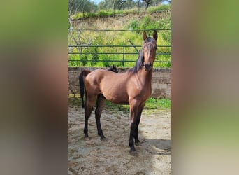 Hispano árabe, Semental, 1 año, Castaño