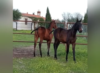 Hispano árabe, Semental, 1 año, Castaño oscuro