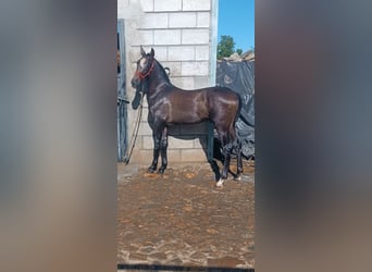 Hispano árabe, Semental, 1 año, Tordo