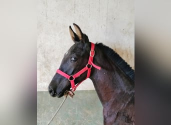 Hispano árabe, Semental, 1 año, Tordo