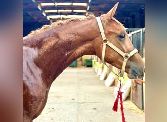 Hispano árabe, Semental, 2 años, 158 cm, Alazán