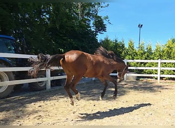 Hispano árabe, Semental, 2 años, 158 cm, Castaño