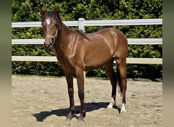 Hispano árabe, Semental, 2 años, 158 cm, Castaño