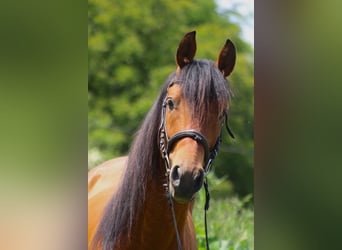 Hispano árabe, Semental, 4 años, 155 cm, Alazán-tostado