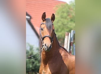 Hispano árabe, Semental, 4 años, 155 cm, Alazán-tostado