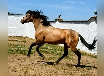 Hispano árabe, Semental, 4 años, 156 cm, Buckskin/Bayo