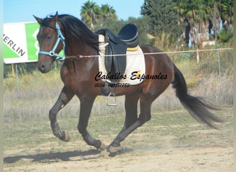 Hispano árabe, Semental, 5 años, 156 cm, Castaño