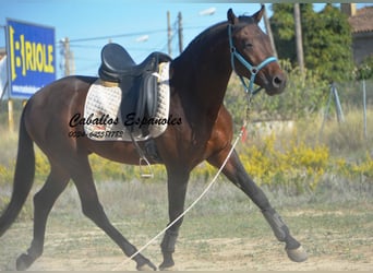 Hispano árabe, Semental, 5 años, 156 cm, Castaño